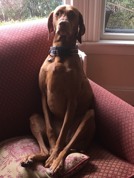 Maya