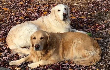 Bentley & Pippa