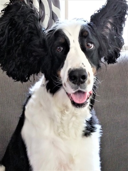 Rudder