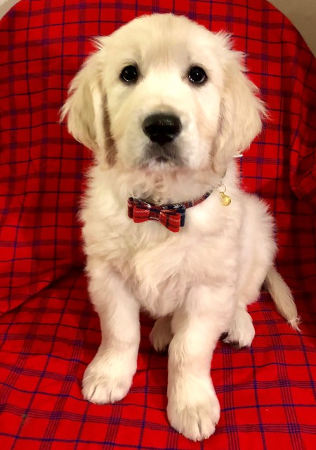 Gus
