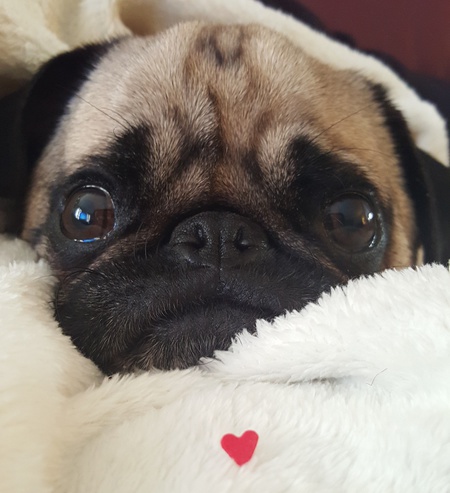 Hugo