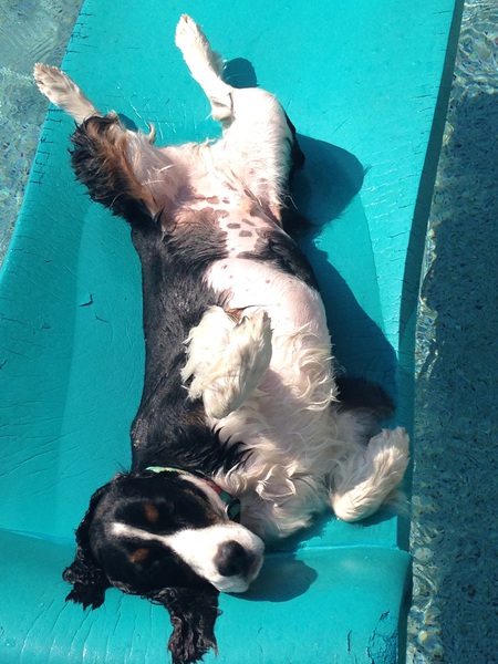 Cooper