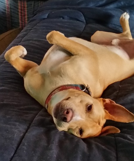 Tally No-Tail