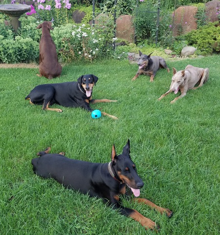 Ivanka, Titan, Coco, Glory and Izzy
