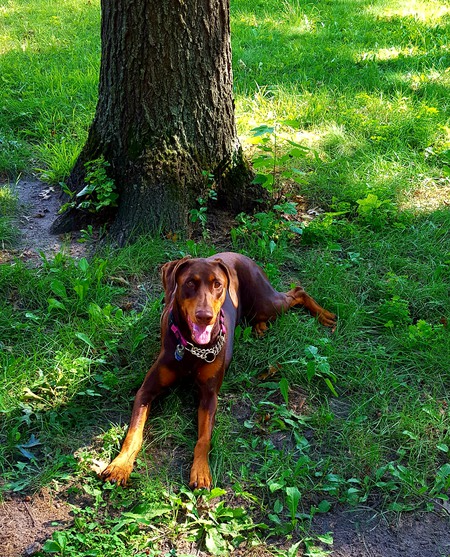 Cici