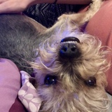 Entry image for Gidget