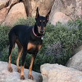 Entry image for Lucy