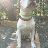 Entry image for Ivory Pearl