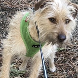 Entry image for Poochini (named after my favorite composer Puccini)