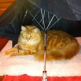 Entry image for Toby