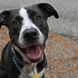 Entry image for Elroy 