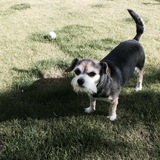 Entry image for Beatle