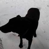 Entry image for Opie