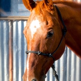 Entry image for Colonel JFK Freckles