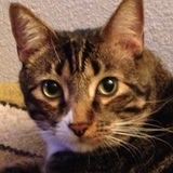 Entry image for Bash