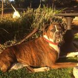 Entry image for Tyson