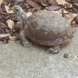 Entry image for Ellie Belly