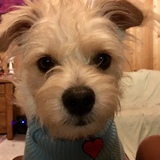 Entry image for Buster