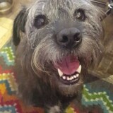 Entry image for Piper