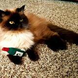 Entry image for Polly