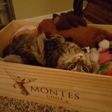 Entry image for Penelope