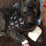 Entry image for Bailey