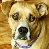 Entry image for Maximus (Max)