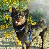 Entry image for Duncan