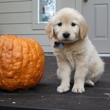 Entry image for Lily Kopa