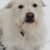 Entry image for Bravo