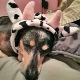 Entry image for Horatio