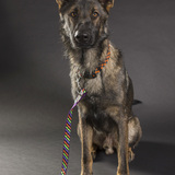 Entry image for Maverick