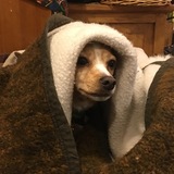 Entry image for Jack