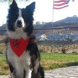 Entry image for Gibbs