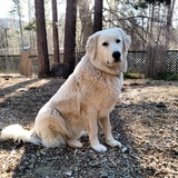 Entry image for Tigger