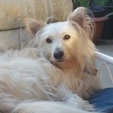 Entry image for Sherman