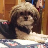 Entry image for  Patchouli (AKA "Patches")