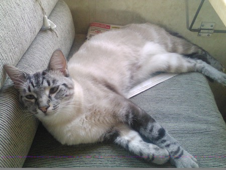 Entry image for Blu. Clicking this image will show a larger photo