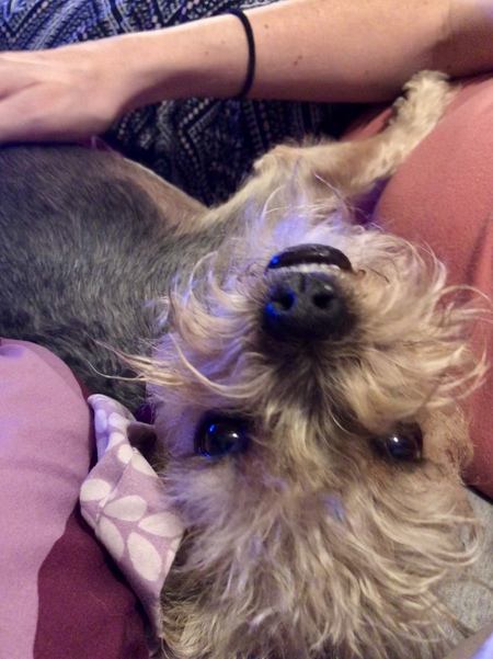 Entry image for Gidget. Clicking this image will show a larger photo