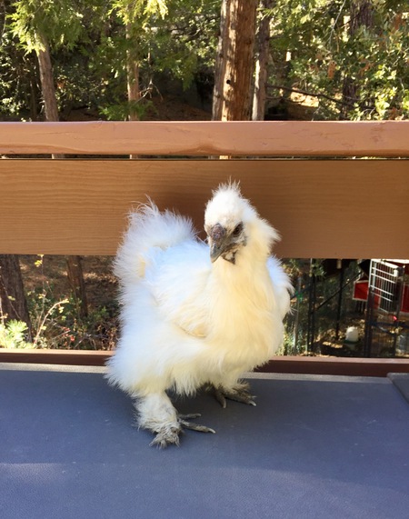 Entry image for Betty White. Clicking this image will show a larger photo