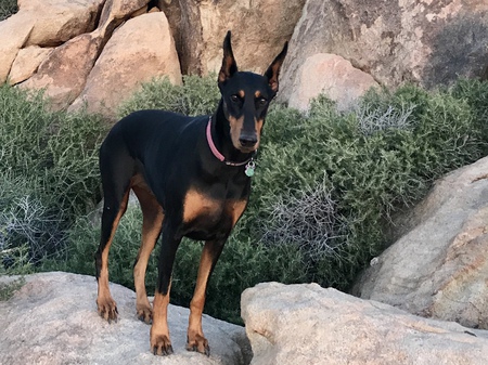 Entry image for Lucy. Clicking this image will show a larger photo