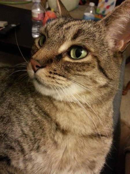 Entry image for Monster. Clicking this image will show a larger photo