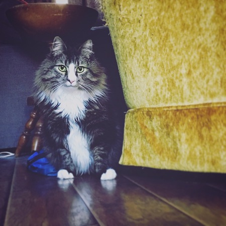 Entry image for Herman . Clicking this image will show a larger photo