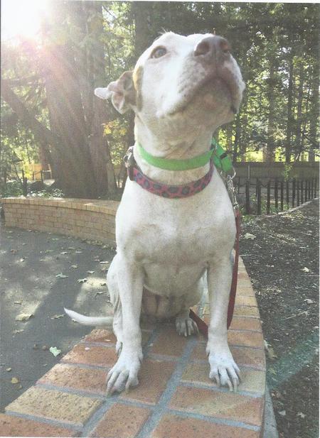 Entry image for Ivory Pearl. Clicking this image will show a larger photo