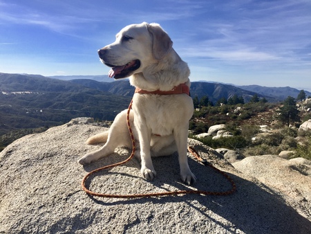 Entry image for Ginger Rose. Clicking this image will show a larger photo