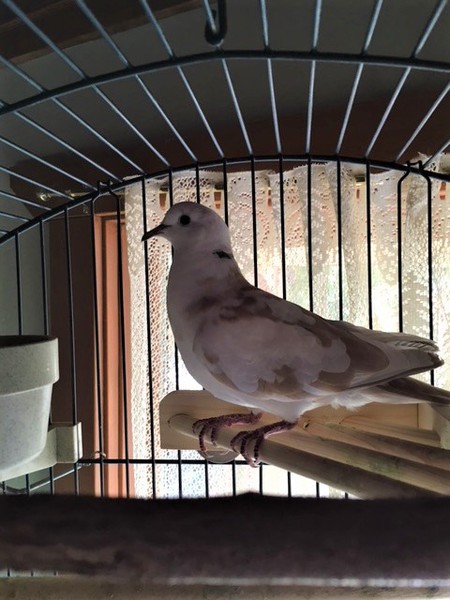 Entry image for Dusty. Clicking this image will show a larger photo