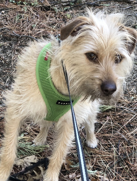 Entry image for Poochini (named after my favorite composer Puccini). Clicking this image will show a larger photo