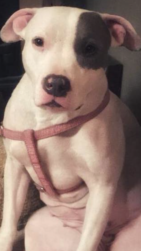 Entry image for Liv. Clicking this image will show a larger photo