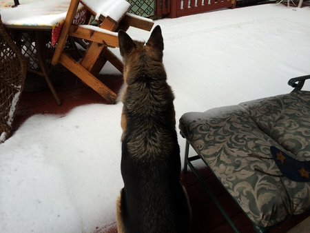 Entry image for Tucker. Clicking this image will show a larger photo