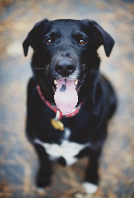 Entry image for Sophie. Clicking this image will show a larger photo